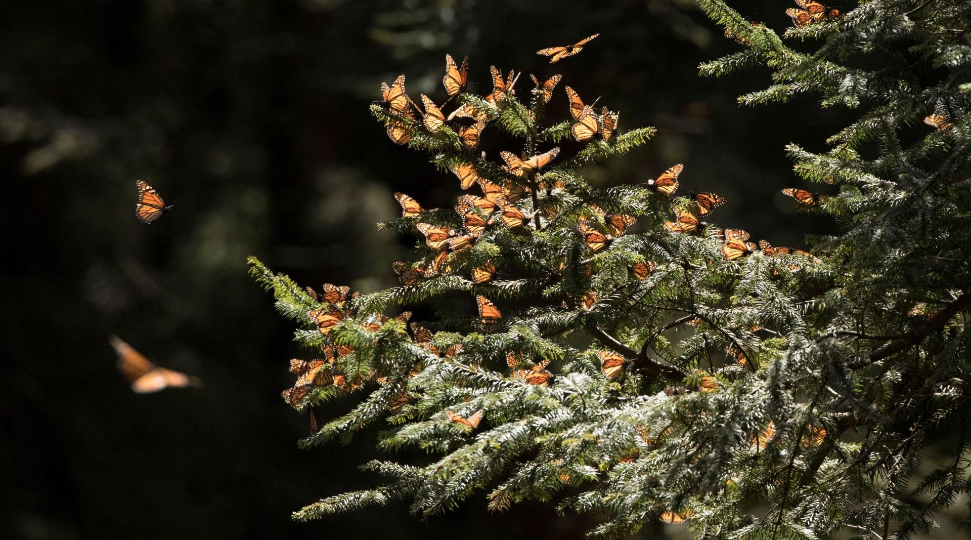 Monarch Butterfly Migration Adventure 2025 San Diego Zoo Wildlife